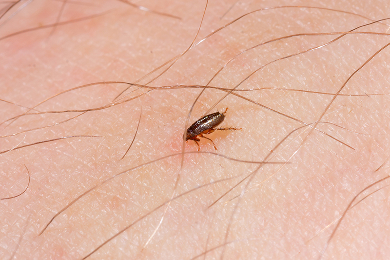 Flea Pest Control in Portsmouth Hampshire